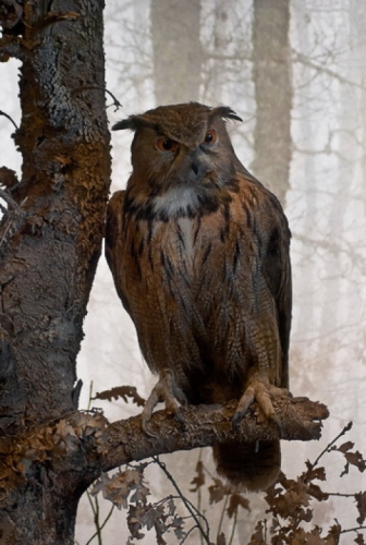 Eurasian Eagle Owl, Bubo bubo