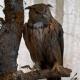 Eurasian Eagle Owl, Bubo bubo